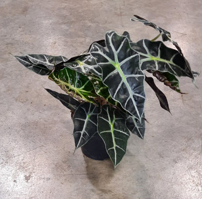 6" Alocasia Amazonica (Polly)